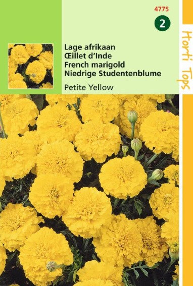 Laag Afrikaantje Petite Yellow (Tagetes patula) 350 zaden HT